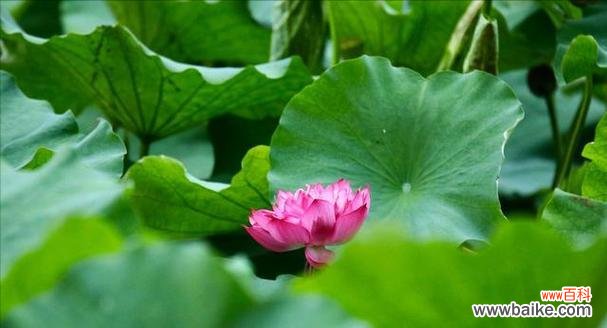 探索花卉中的自律力量 自律之花