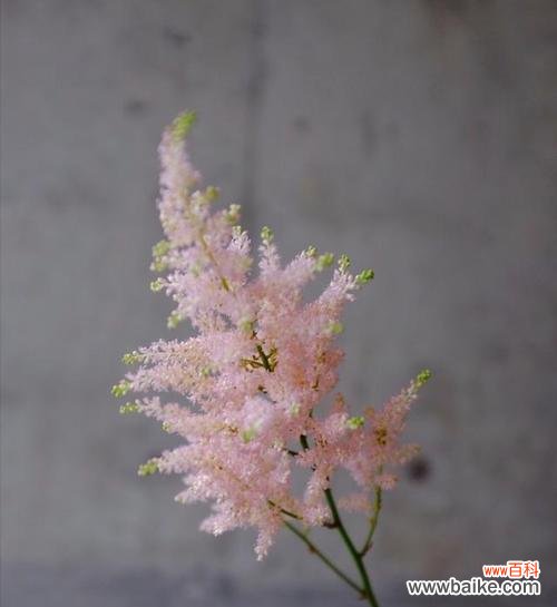 探索花卉中的自律力量 自律之花