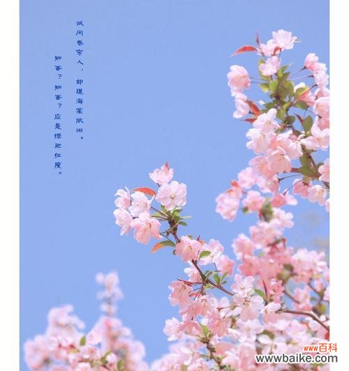 揭秘自负花的自我表达 自负的花花语