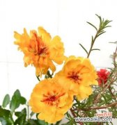 传递师长敬意的花语之美 花之敬意