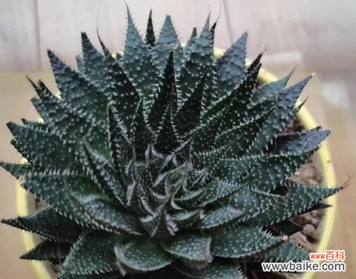 探寻波露花的象征意义与文化传承 以波露花为代表的意义