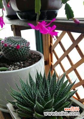 探寻波露花的象征意义与文化传承 以波露花为代表的意义