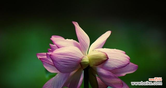 探索并蹄莲的内涵 并蹄莲的花语与意义