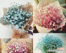 揭示白色满天星花语 白色满天星花语与寓意