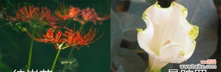 揭秘白色曼陀罗花背后的深意 白色曼陀罗花的花语