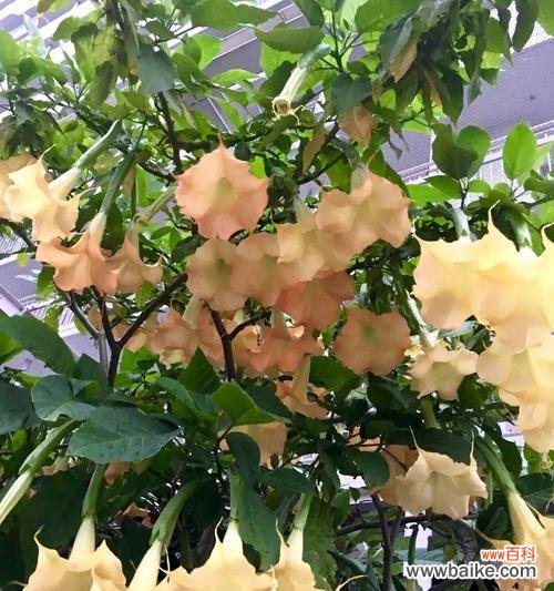 解读白色曼陀罗花的花语之美 白色曼陀罗花语