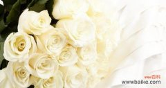 探寻白色玫瑰的美与含义 以白色玫瑰代表的深意