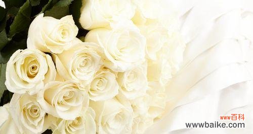 探寻白色玫瑰的美与含义 以白色玫瑰代表的深意