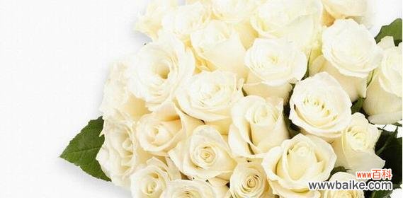 探寻白色玫瑰的美与含义 以白色玫瑰代表的深意