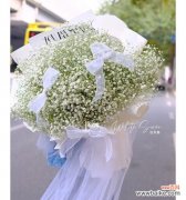 春天来临 白色满天星，花开春日之美