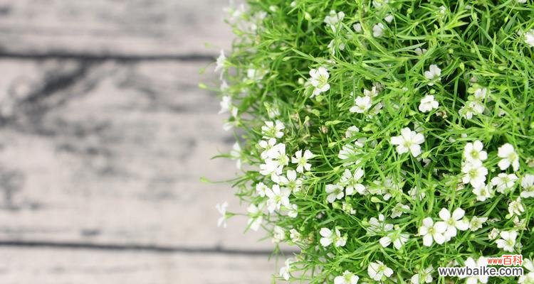 春天来临 白色满天星,花开春日之美