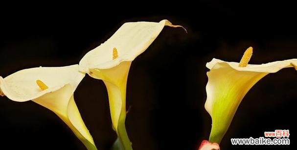 探索马蹄莲花的花语与奇妙之处 马蹄莲花