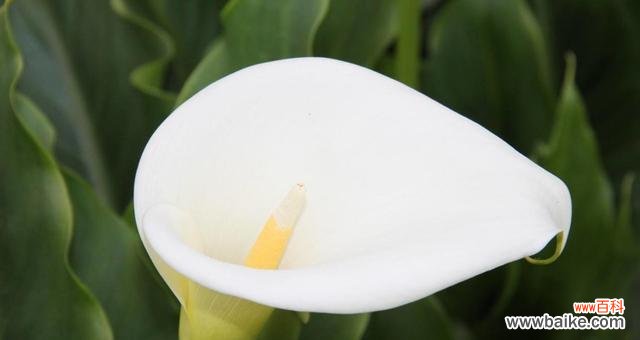 探索马蹄莲花的花语与奇妙之处 马蹄莲花