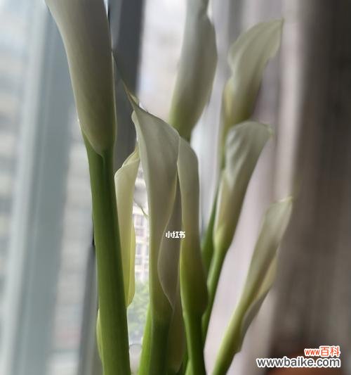 花开时的宛若仙境 白色马蹄莲的花语——纯洁与宁静