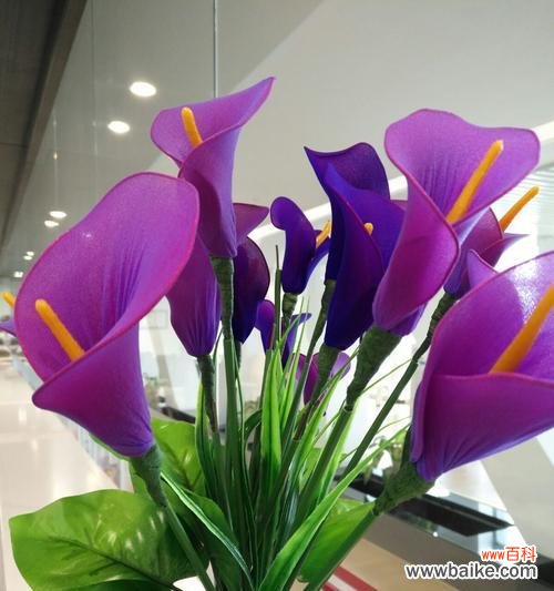 花开时的宛若仙境 白色马蹄莲的花语——纯洁与宁静