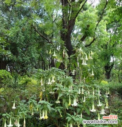 揭开白色曼陀罗花的花语与传说之谜 白色曼陀罗花