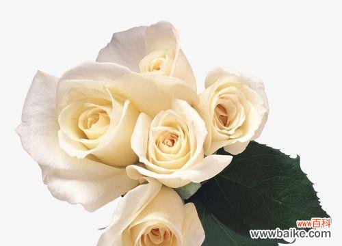 探寻白色玫瑰花所蕴含的深意 白色玫瑰花的意义与象征——纯洁与无暇的象征