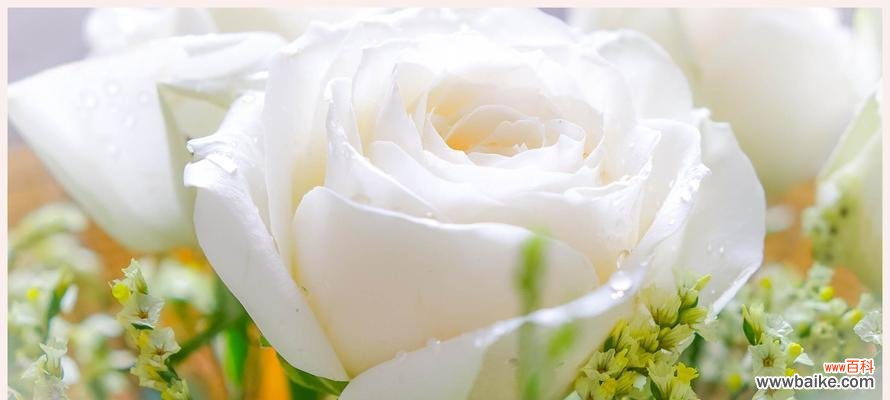 探寻白色玫瑰花所蕴含的深意 白色玫瑰花的意义与象征——纯洁与无暇的象征