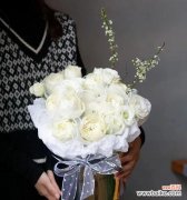 探索白色玫瑰花所代表的纯洁 白色玫瑰花的含义与象征