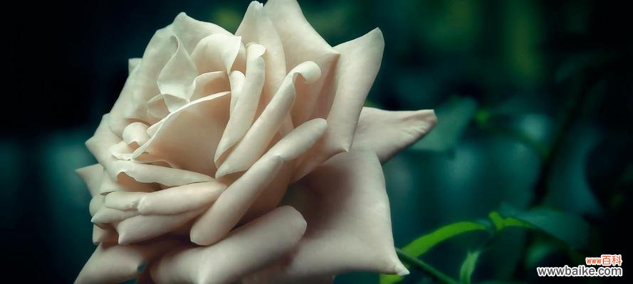 揭示白色玫瑰的真正内涵 白色玫瑰花花语传递纯洁与善良的爱