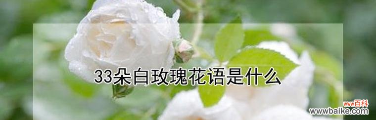 纯洁无暇的爱意与希望 白色玫瑰花语的深意