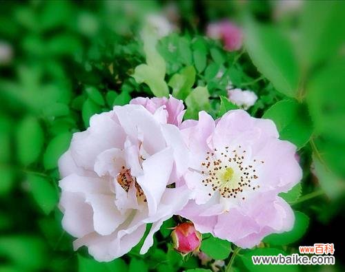 探寻白色蔷薇花的花语与寓意 白色蔷薇花