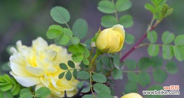 探寻白色蔷薇花的花语与寓意 白色蔷薇花