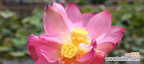 和谐共生的花朵 并蒂莲的象征意义及其对人生的启示