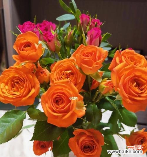 以花为媒 花之约,时间守仪