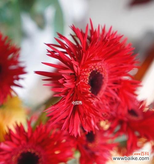 用花语表达对他人的尊重 花语传递尊重之美