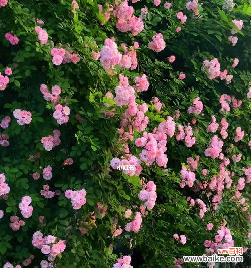 用颜色诉说 缤纷蔷薇花语,传递不同情感