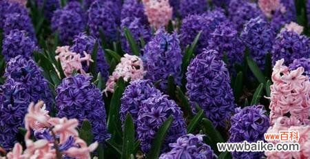 色彩的诠释 风信子花语