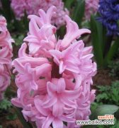 色彩的诠释 风信子花语