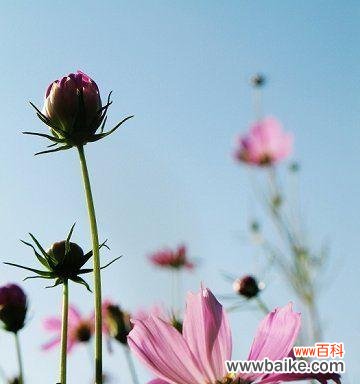 传递情感 探寻波斯菊的花语之美