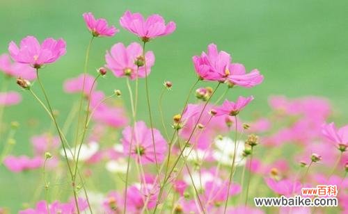 传递情感 探寻波斯菊的花语之美