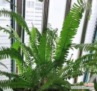 摆放风水禁忌与注意事项 以波士顿蕨的风水作用及寓意