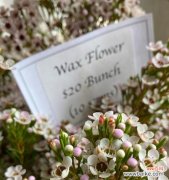 用色彩描绘心灵的韵律 缤纷澳梅花