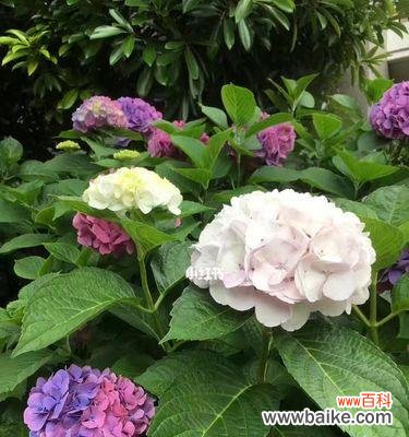 探秘花的丰富花语及其象征意义 花的花语与意义