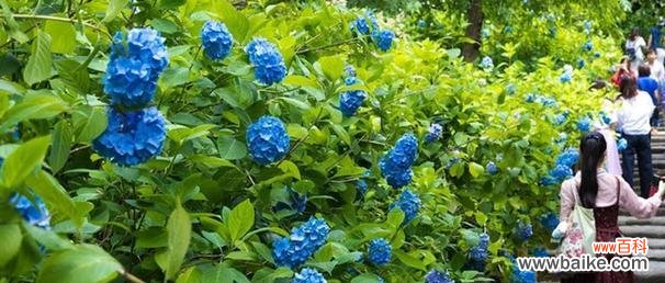 探秘花的丰富花语及其象征意义 花的花语与意义