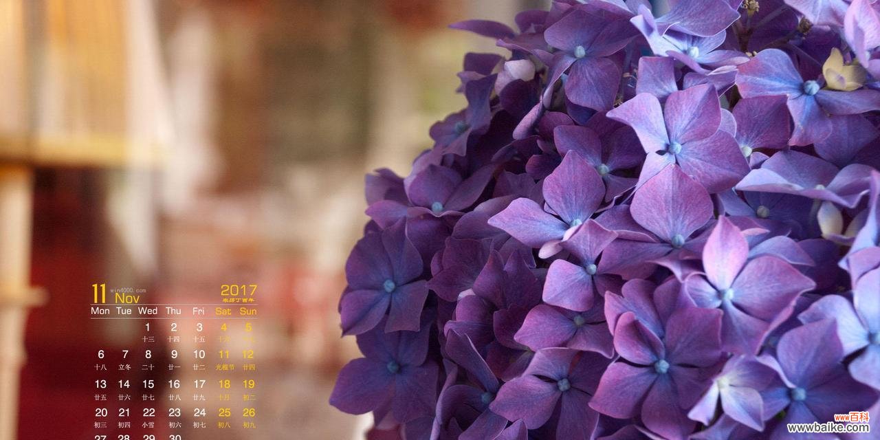 探秘花的丰富花语及其象征意义 花的花语与意义