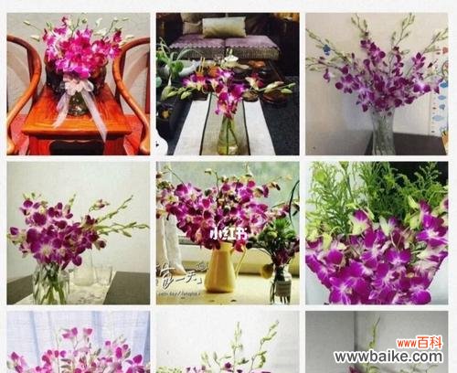 揭示洋兰花的七种颜色所代表的不同含义 探寻不同颜色洋兰花语的奥秘