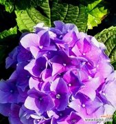 探索绣球花不同颜色的花语意义 绣球花花语与颜色搭配