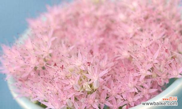 五彩斑斓的满天星 满天星花语——用不同颜色诉说情感