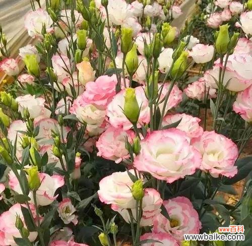 用颜色传递情感 桔梗花语的丰富多彩