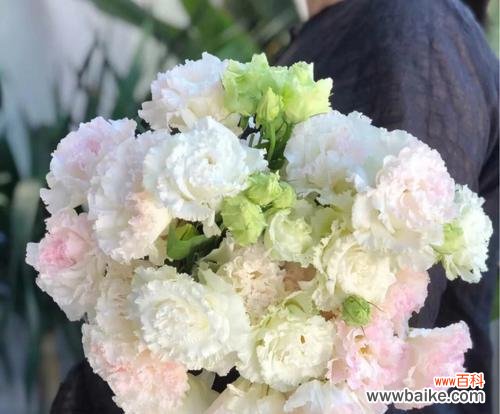 用颜色传递情感 桔梗花语的丰富多彩