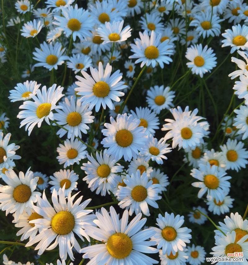 色彩缤纷的花朵 《雏菊的花语和寓意》