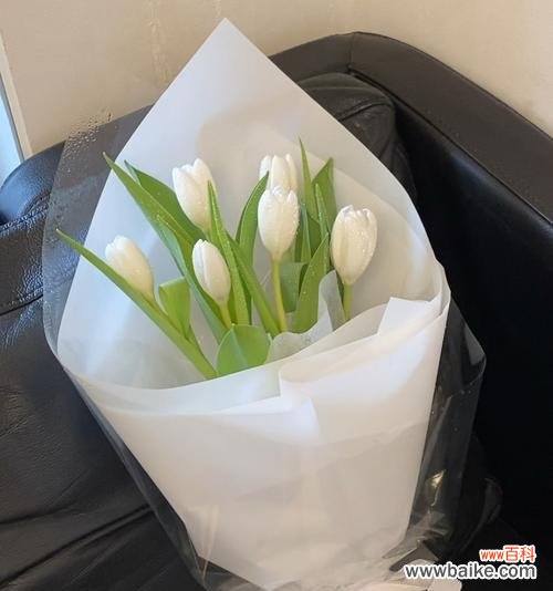 寓意恒久远 白色郁金香