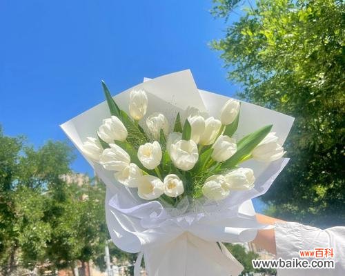 寓意恒久远 白色郁金香