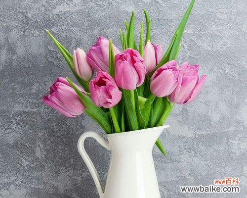 寓意恒久远 白色郁金香