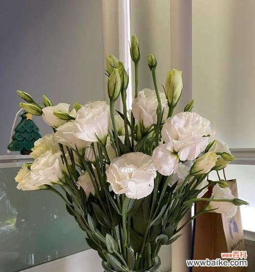 洋桔梗 白色洋桔梗的花语——纯洁与祝福